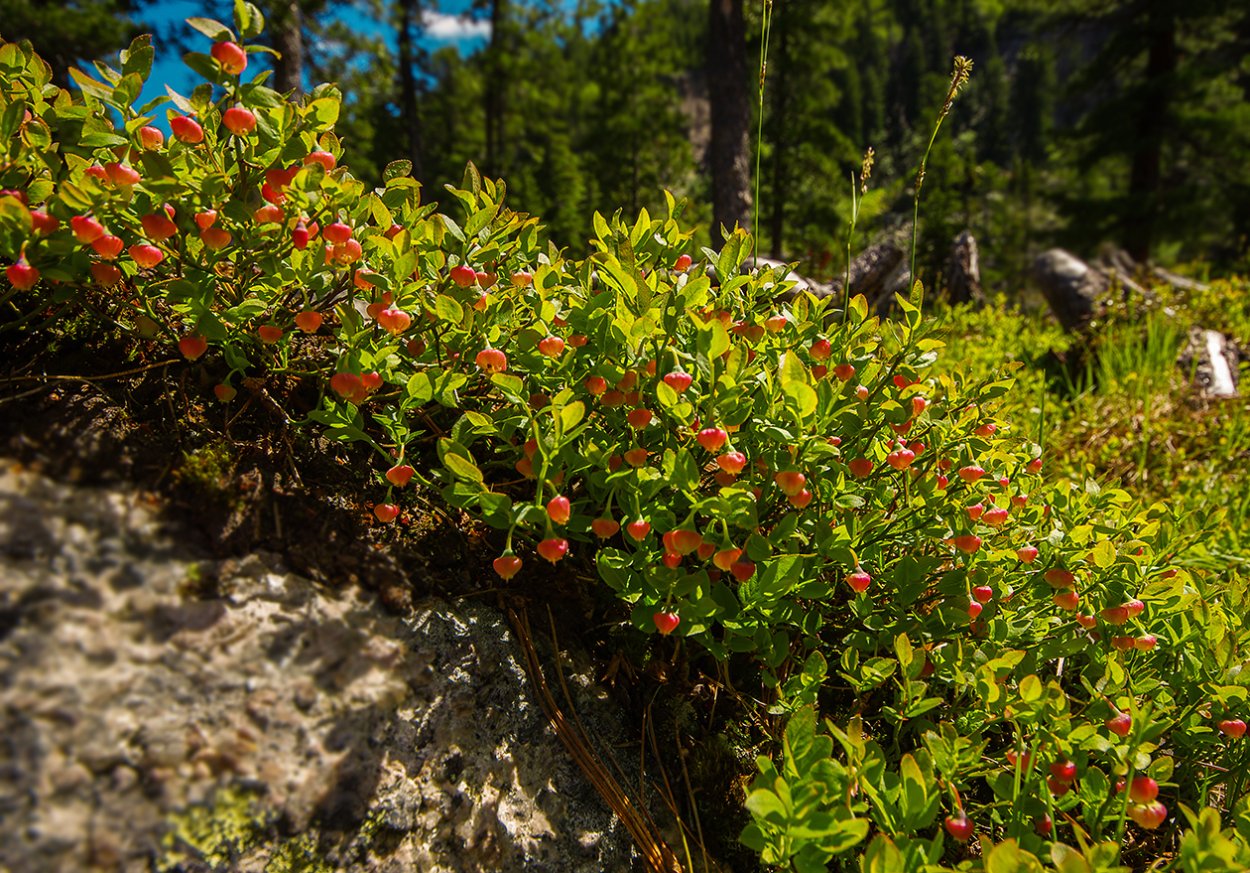 Цветёт голубика в лесу