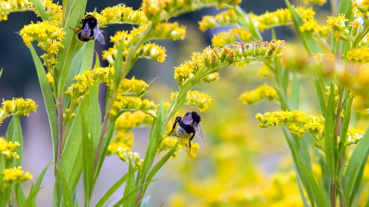 Медонос цветет желтыми цветками