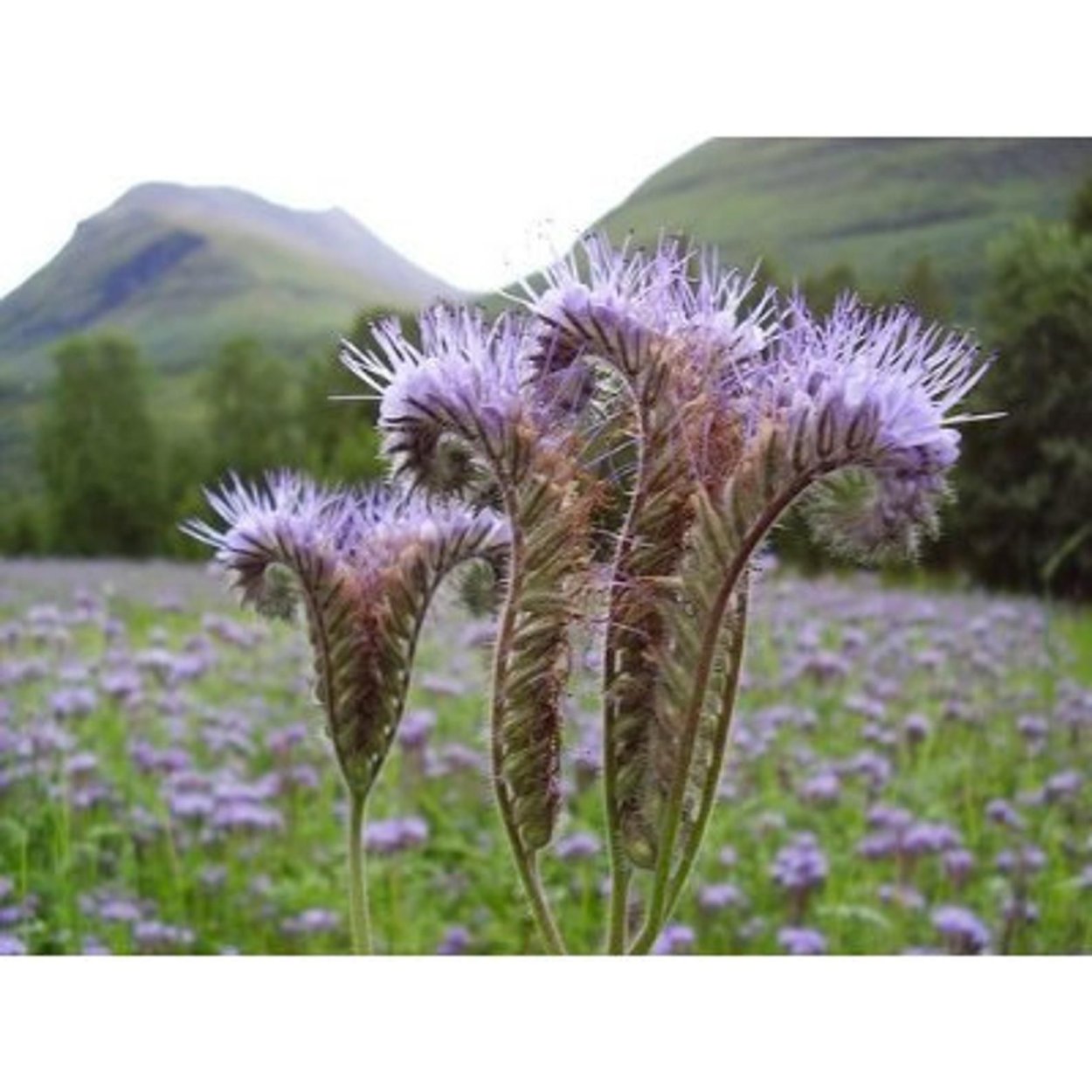 Душица и зверобой