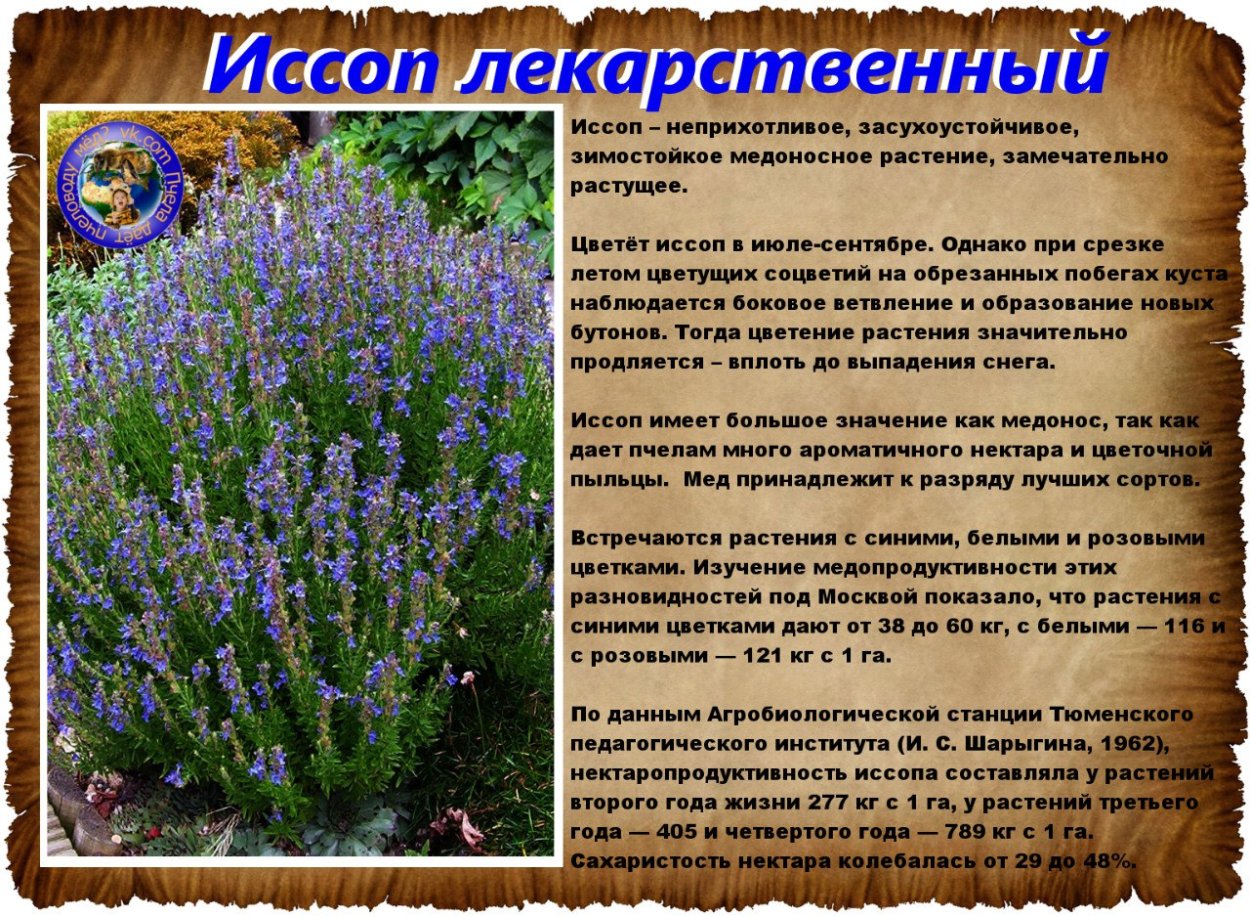 Василек медонос Сибирь