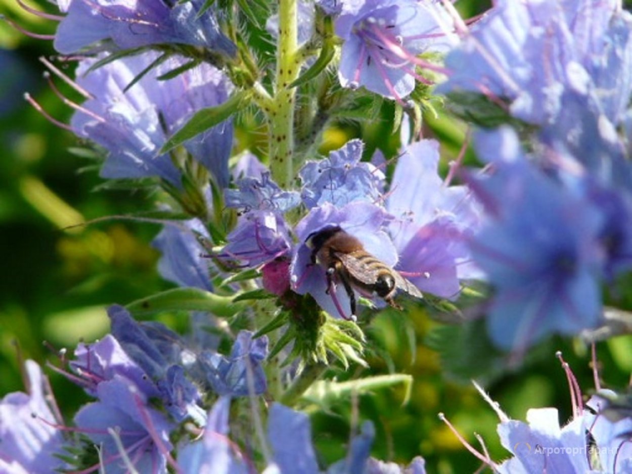 Эхиум синяк медонос