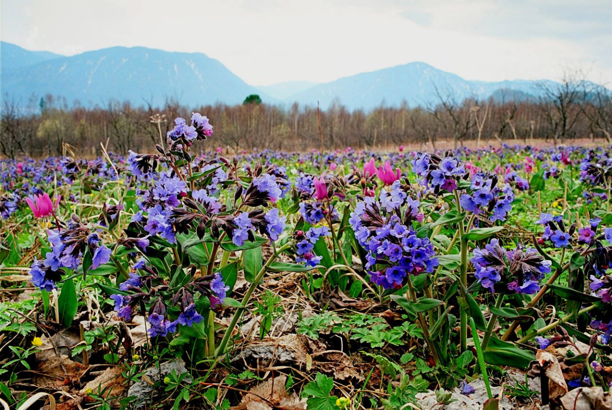 Фацелия пижмолистная