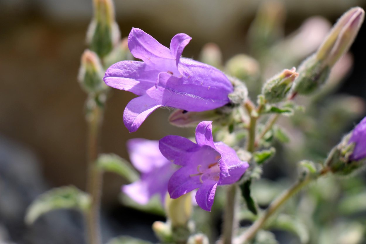 Campanula komarovii