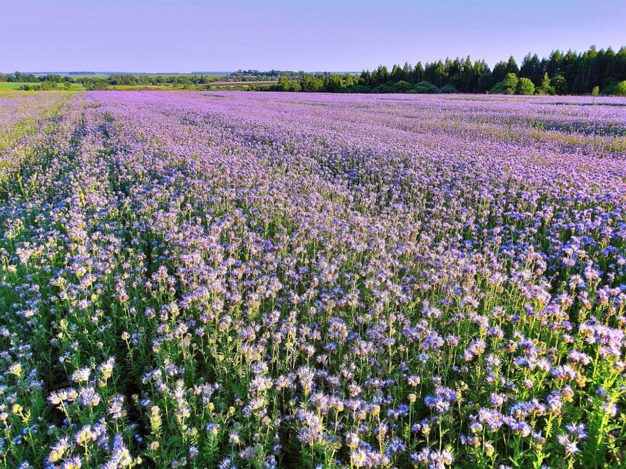 Фацелия пижмолистная