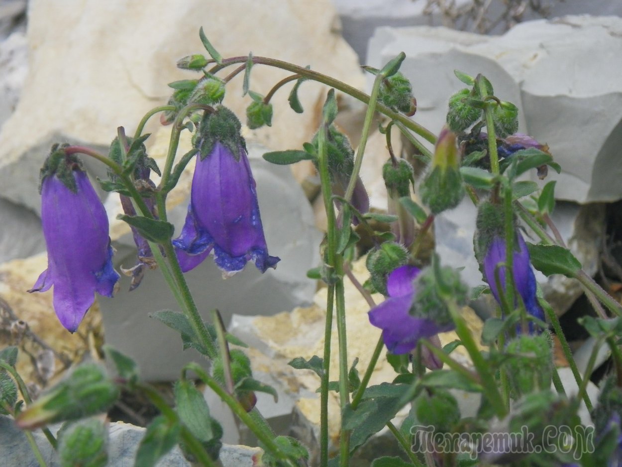 Колокольчик Отрана