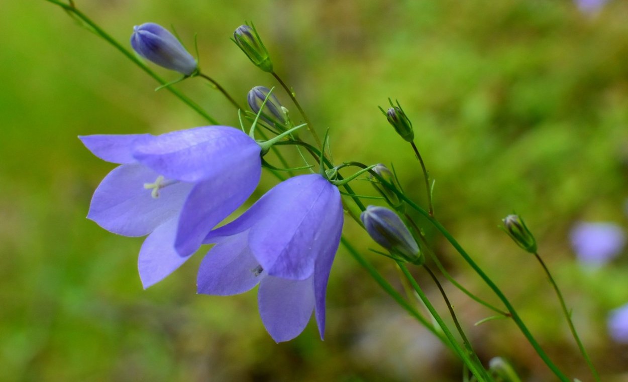 Кампанула синий колокольчик