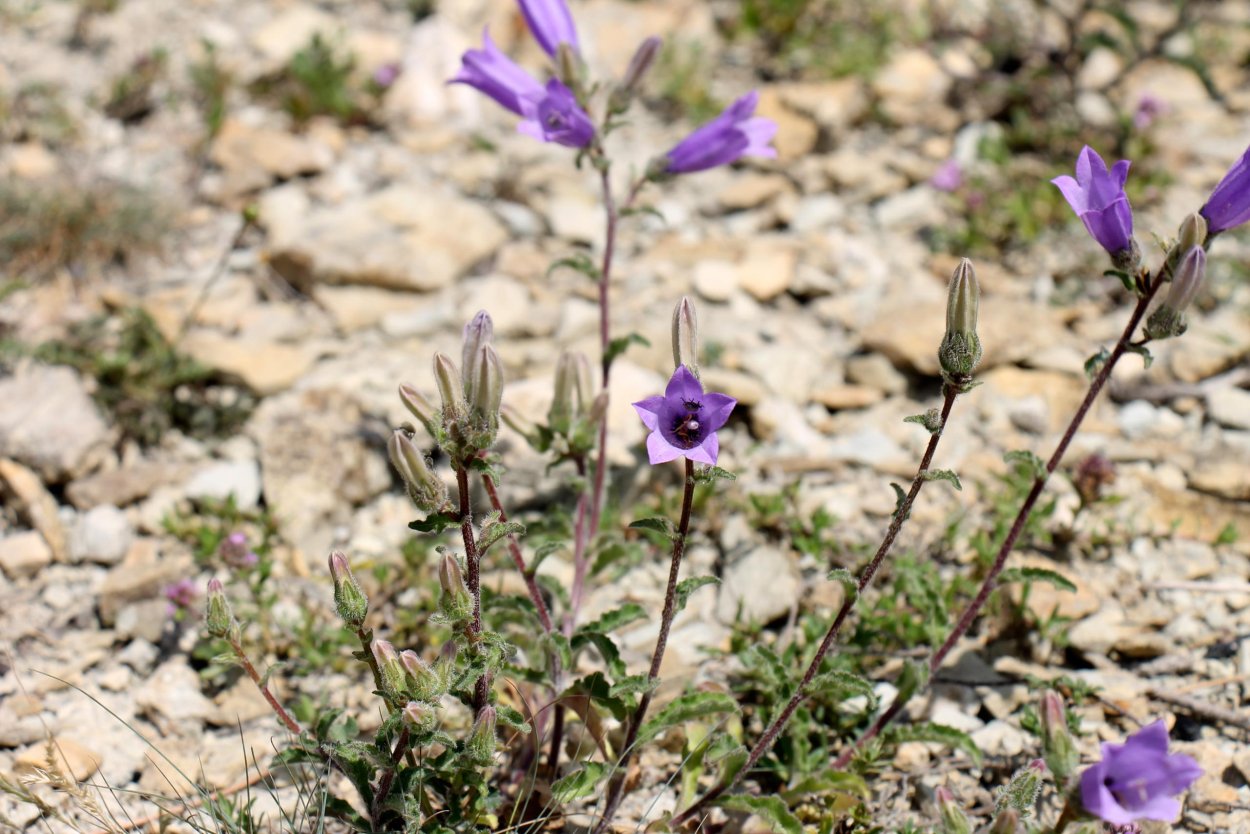 Колокольчик "цветы"