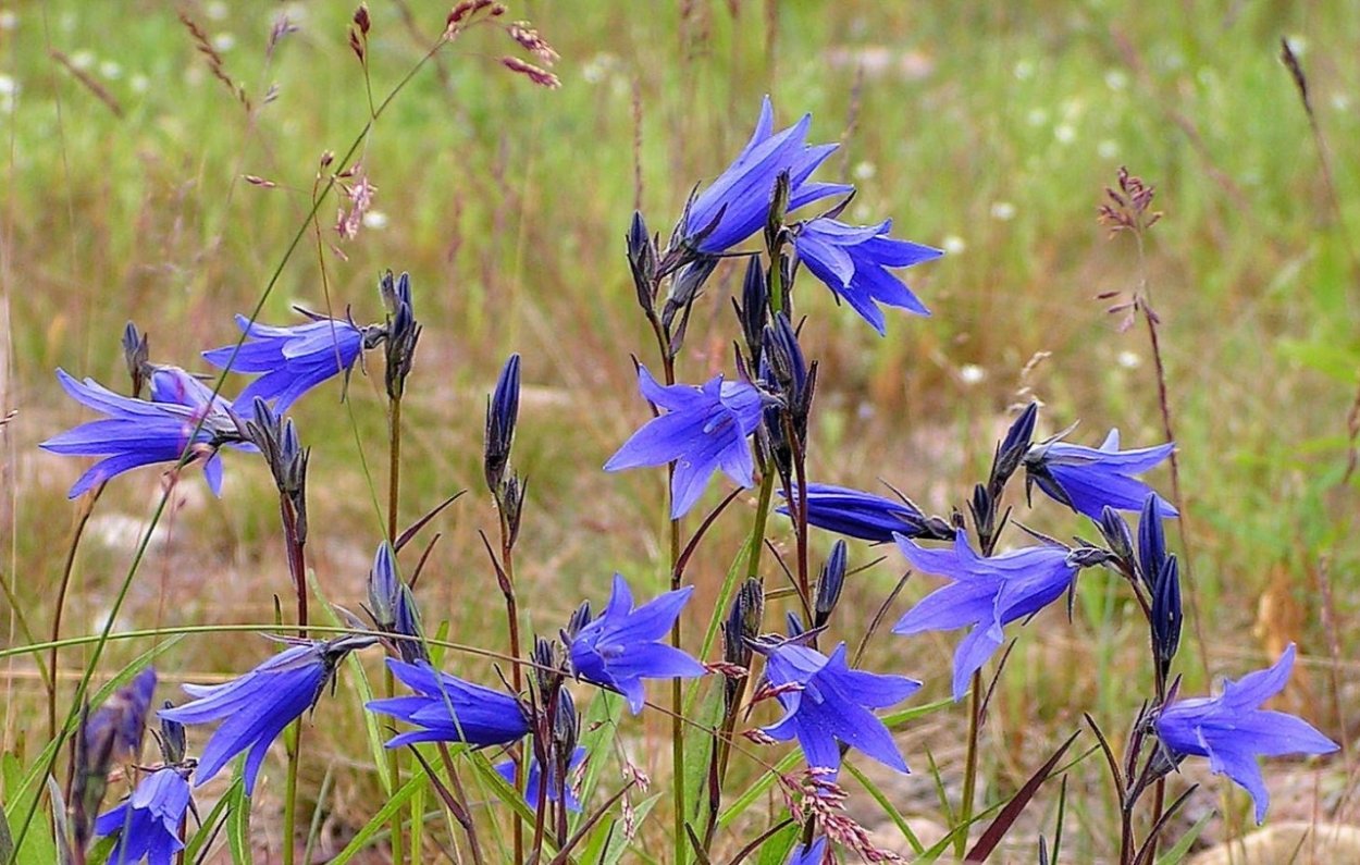 Колокольчик дернистый