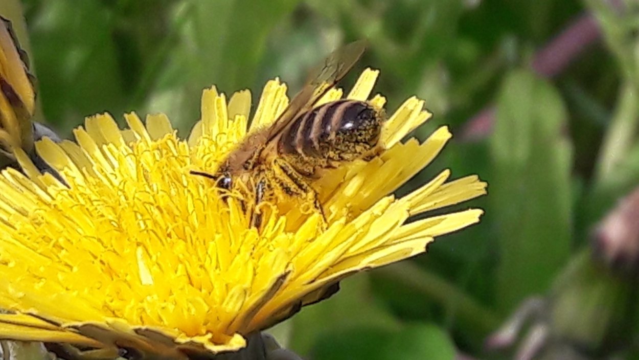 Медонос Иван чай кипрей