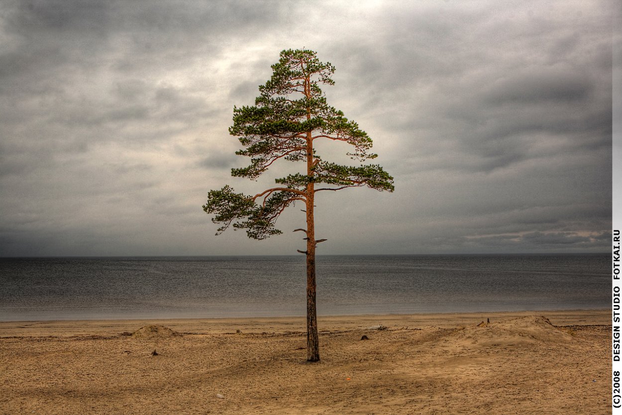 Корабельные сосны лес