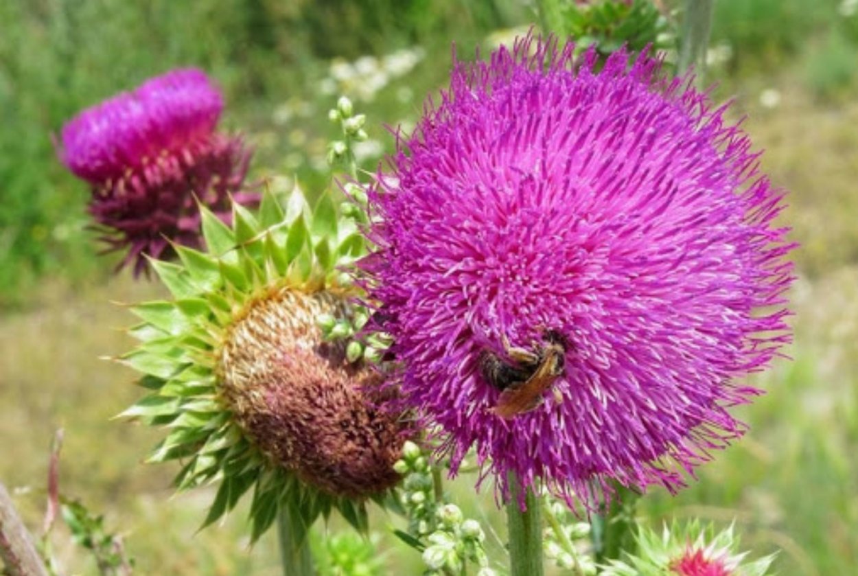 Лютик Луговой медонос