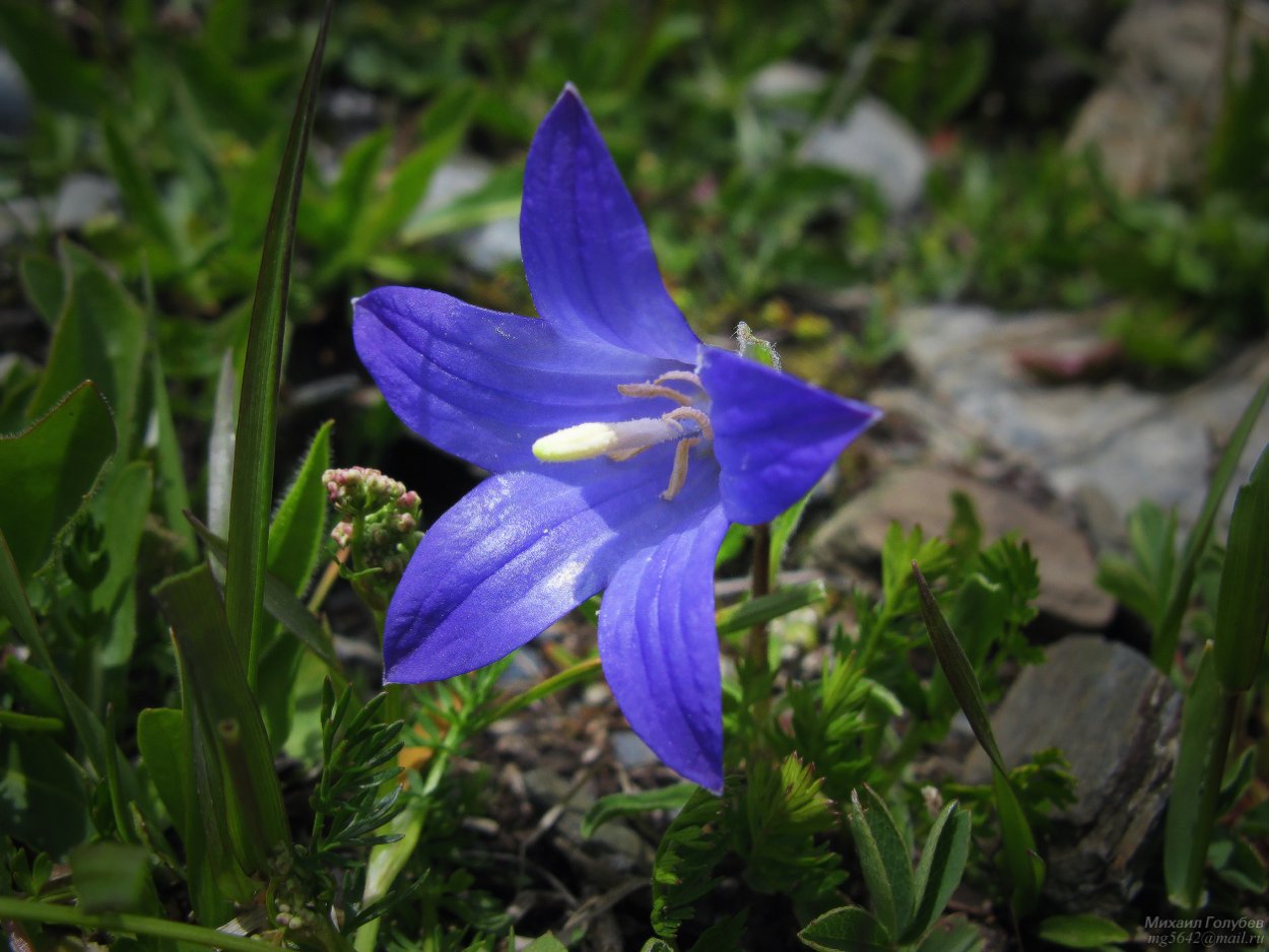 Колокольчик Амурский