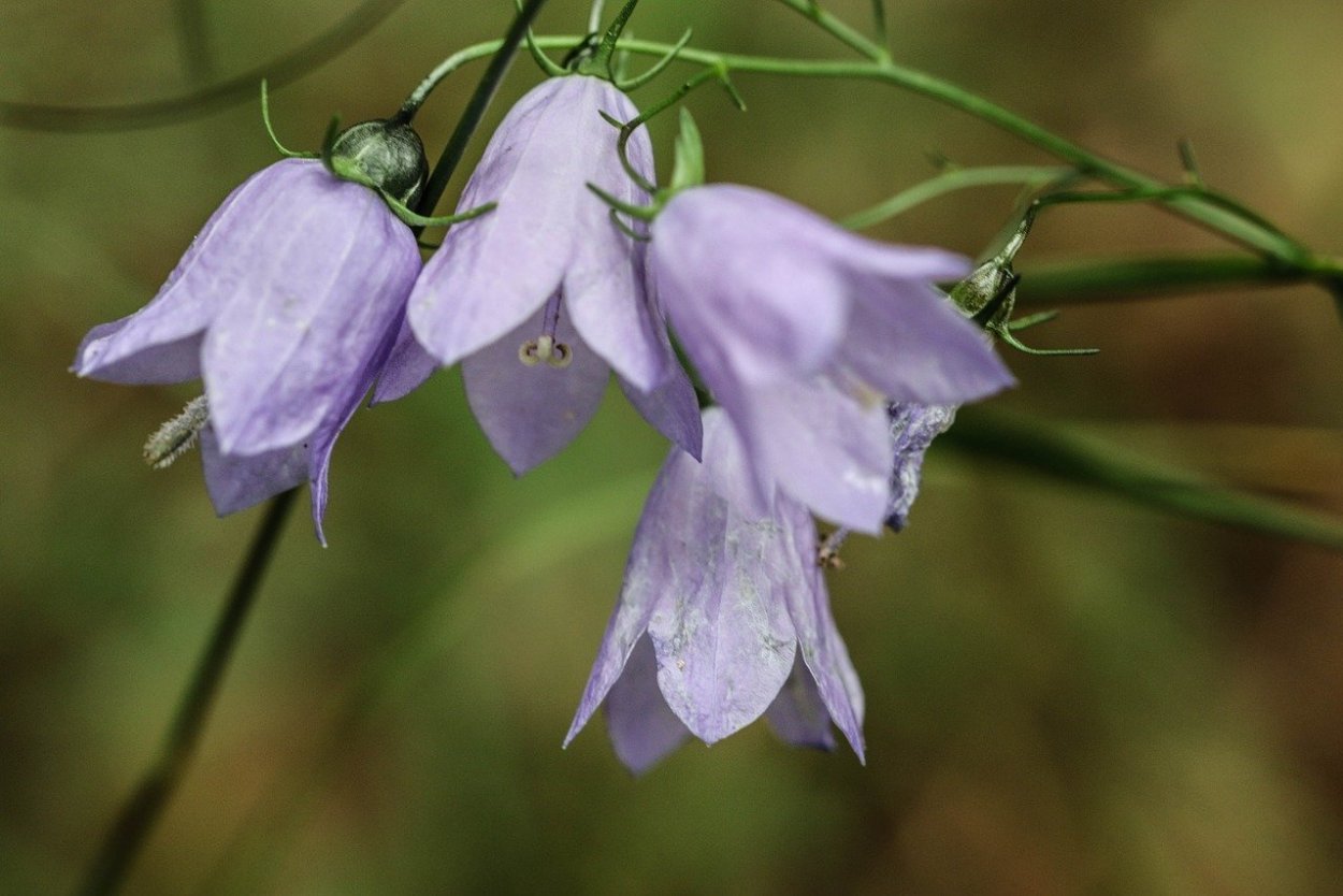 Колокольчик Болонский Campanula Bononiensis