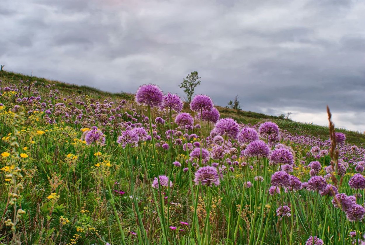 Левзея сафлоровидная