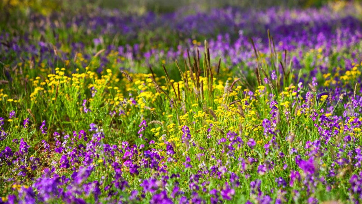 Иван-чай узколистный растения