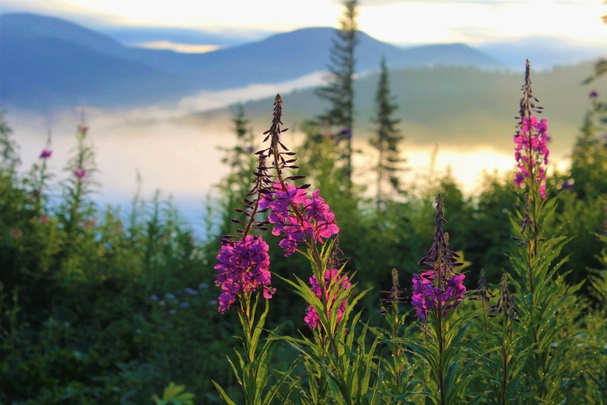 Мордовник ritro