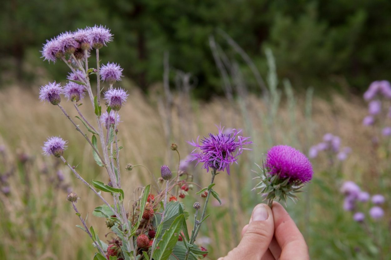 Поле донника желтого Подмосковье