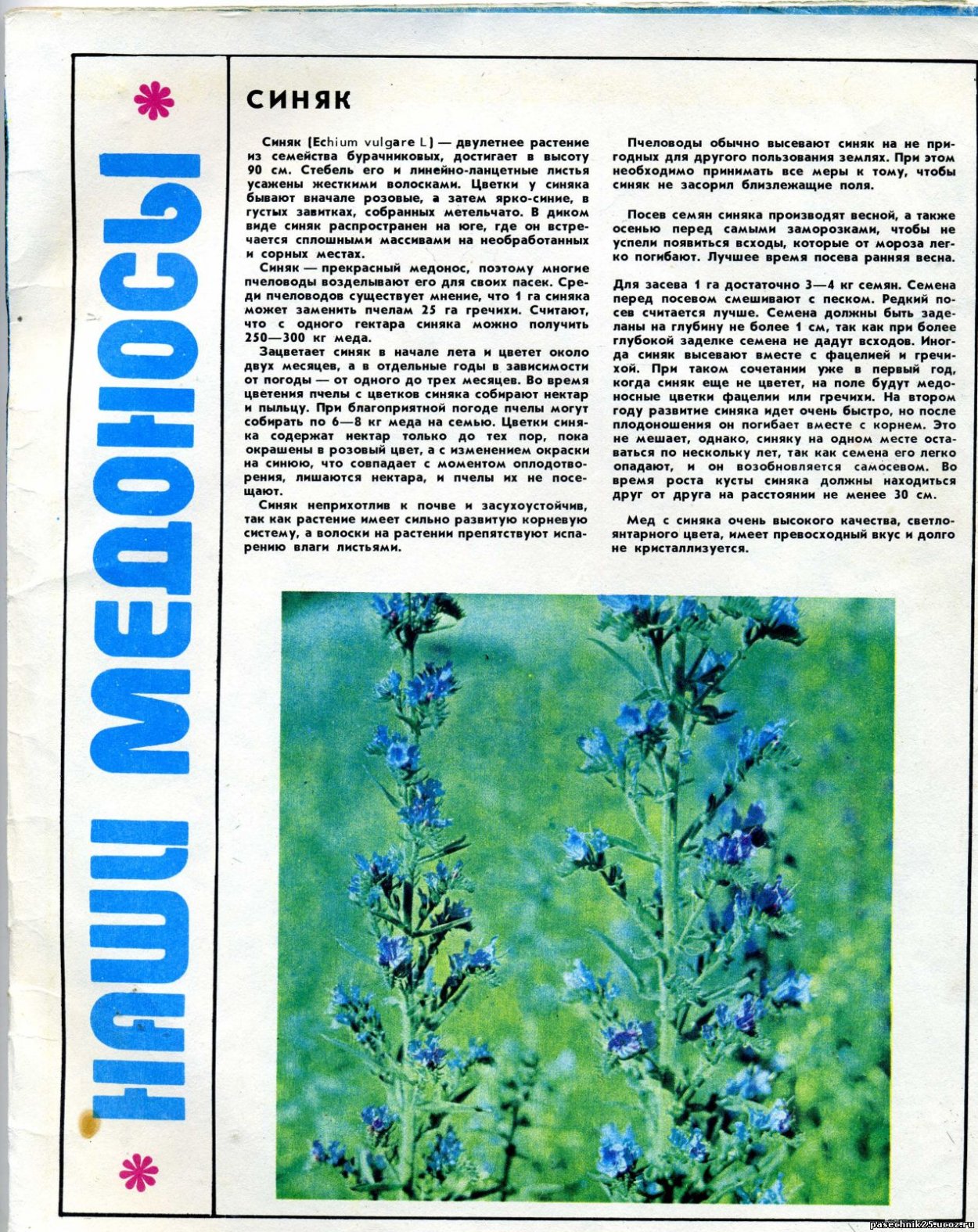 Серпуха Венценосная