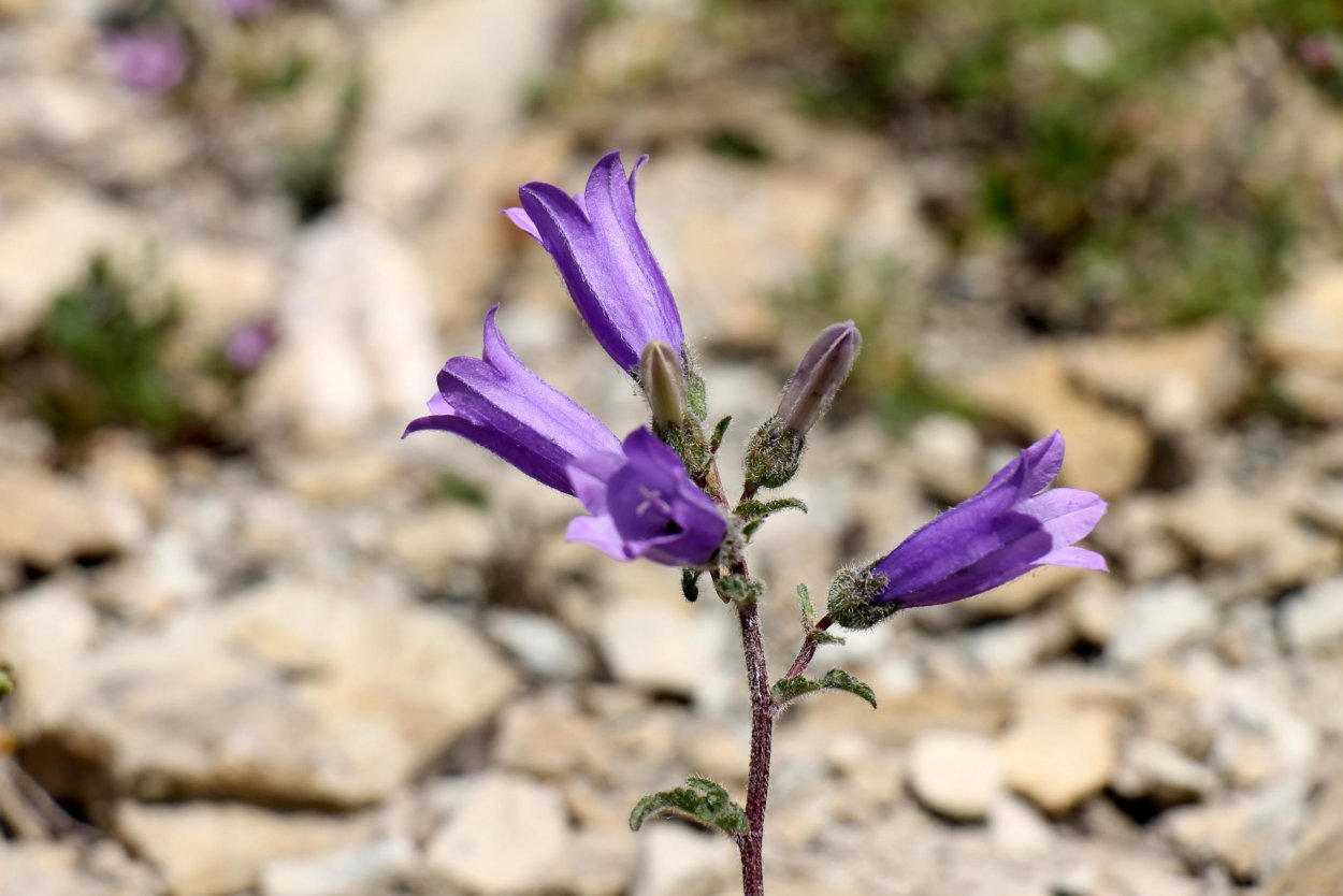 Колокольчик Комарова (Campanula komarovii)