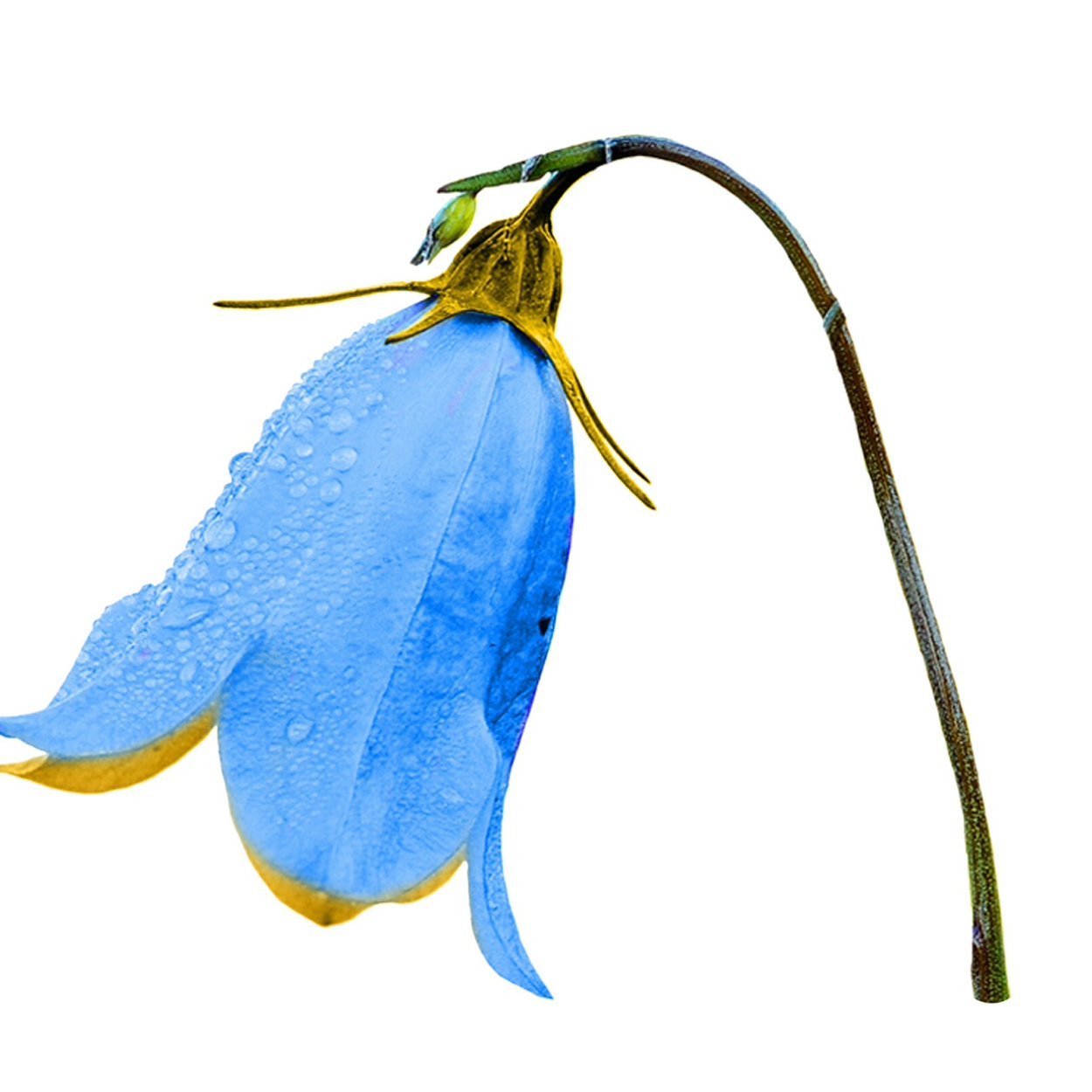 Векторный цветок колокольчик