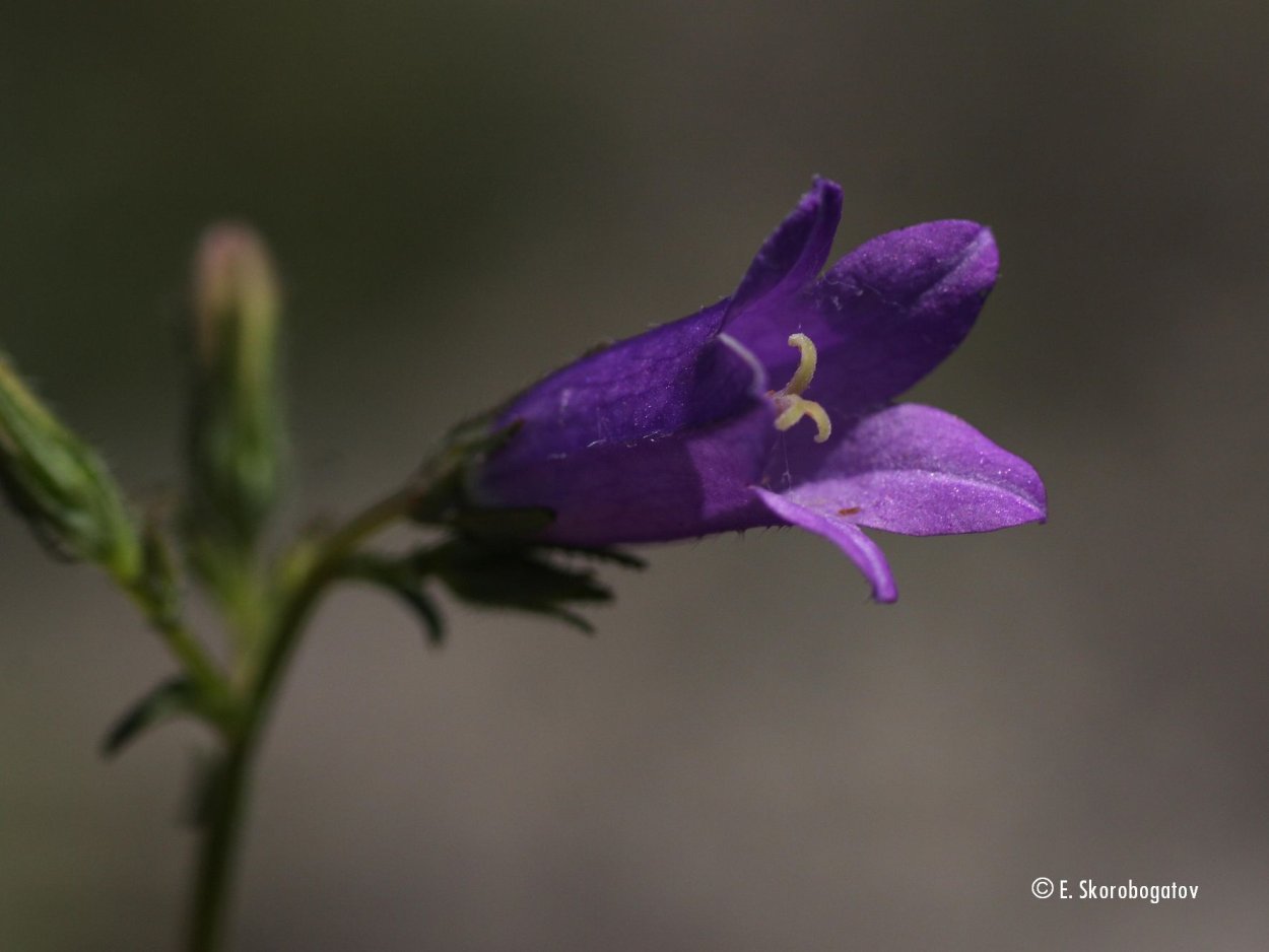 Колокольчик Луговой цветок