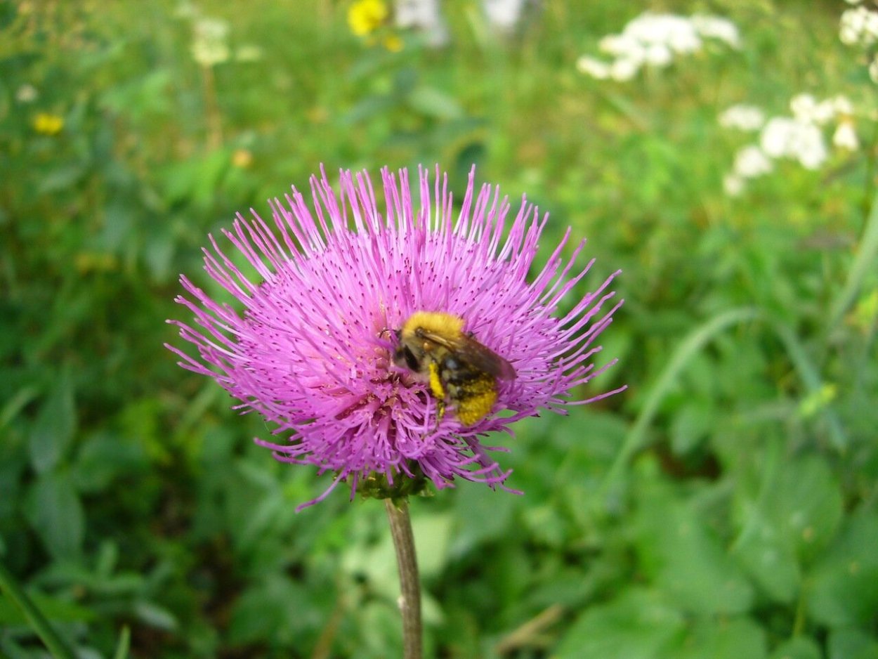 Медоносы для пчел