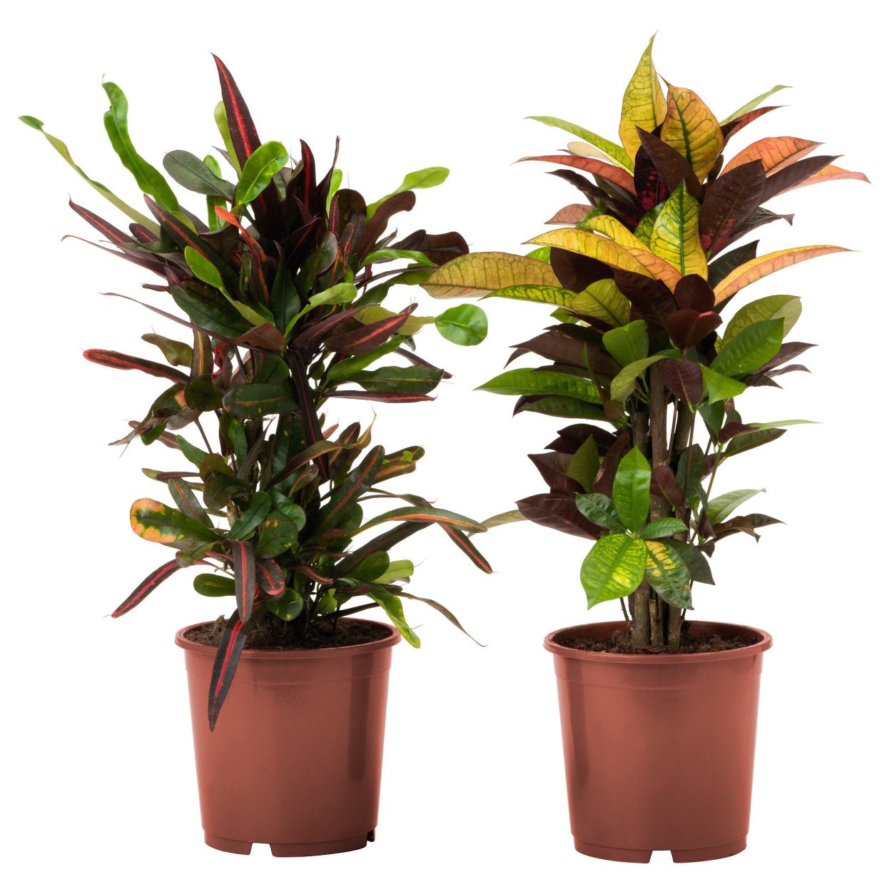 Блэк Принс Кротон