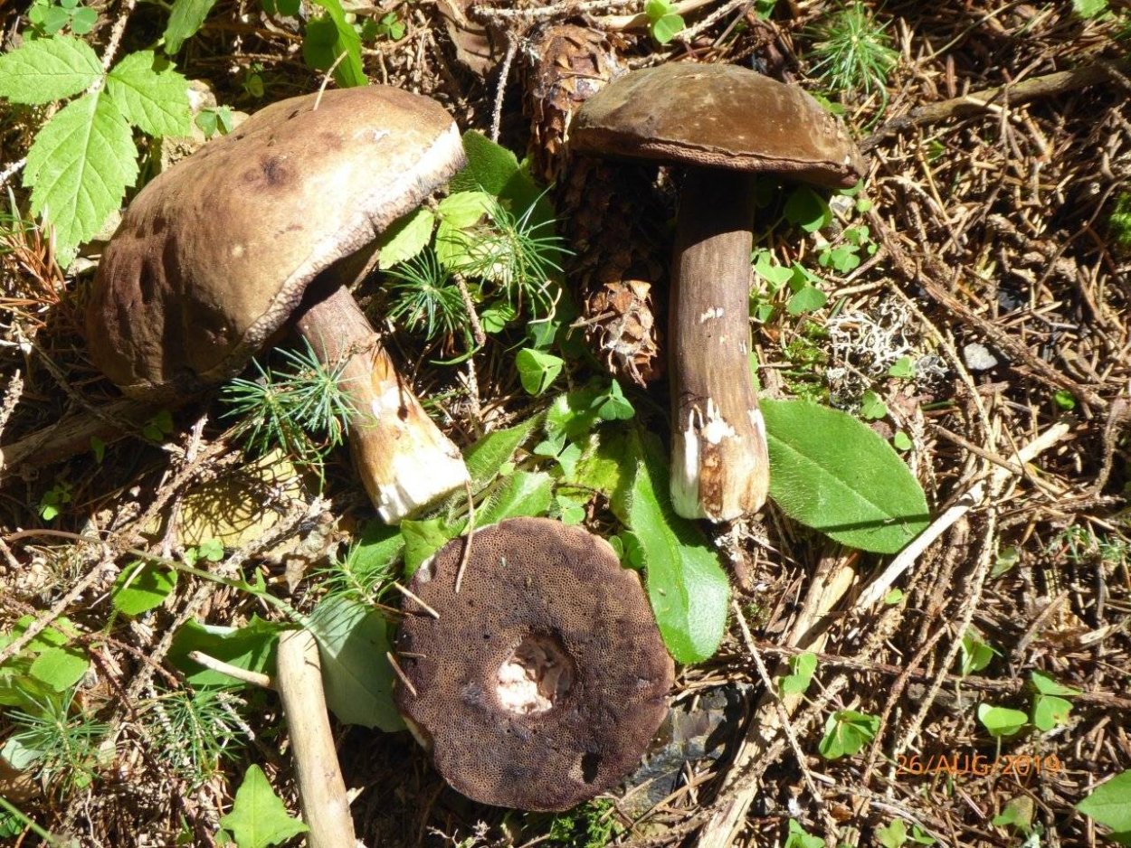 Порфировик ложноберезовиковый