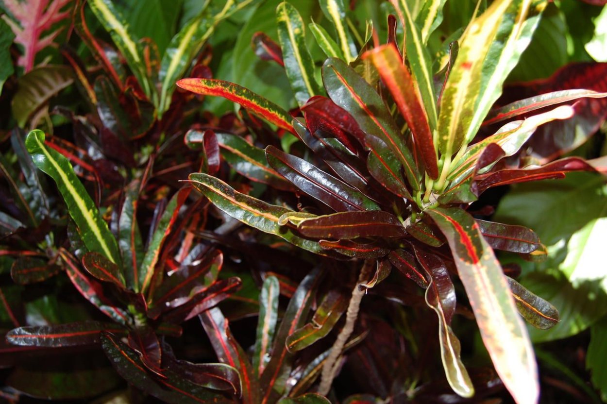 Кодиеум Вариегатум ред банана