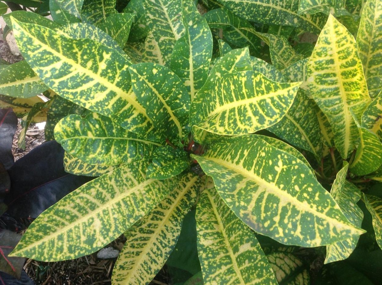 Кротон тиглиум