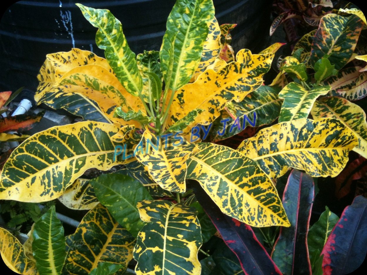 Кротон Мамми