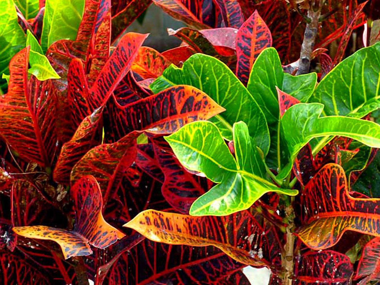 Кротон миссис Айстон дерево