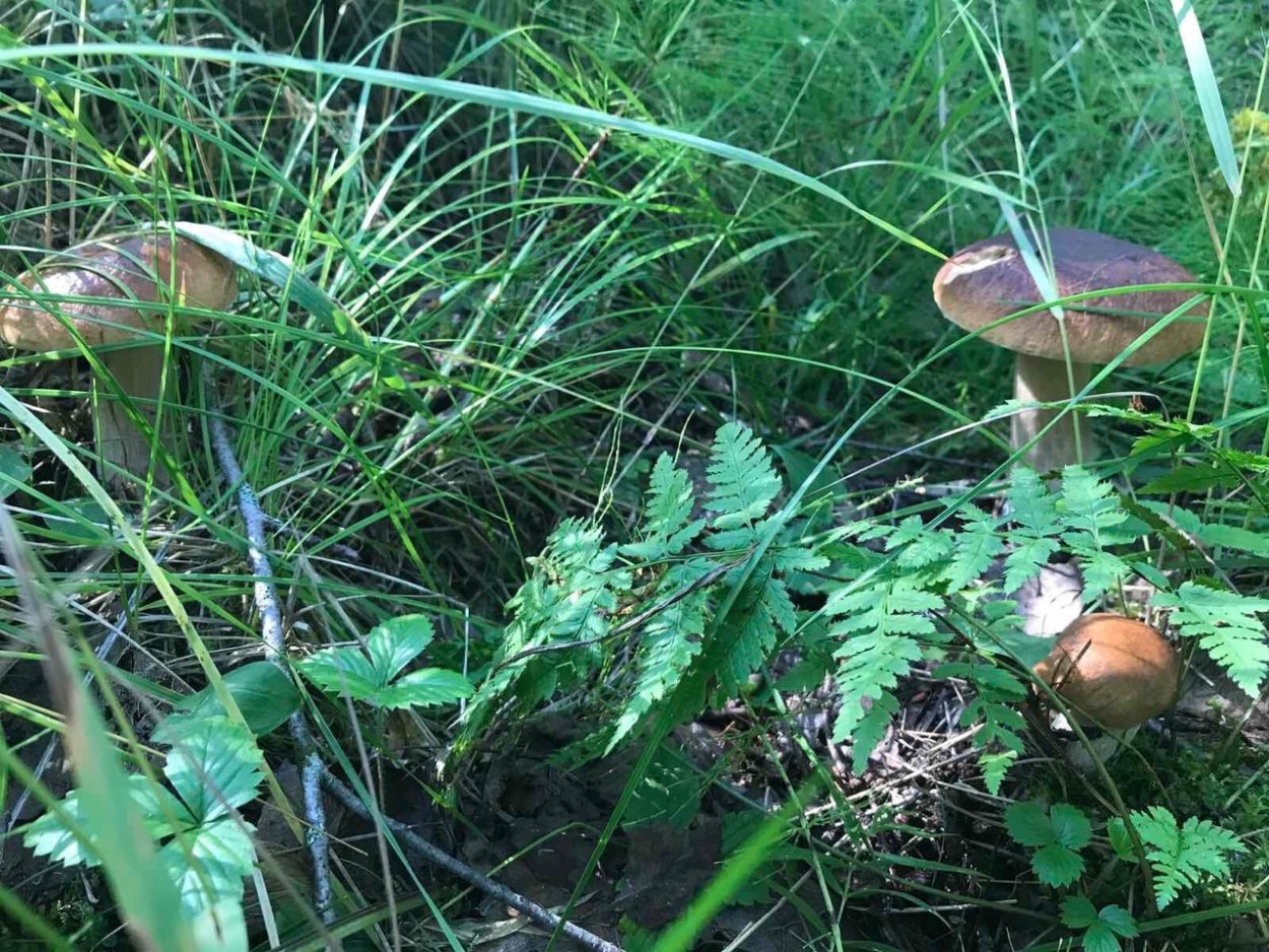 Черный бархатистый гриб