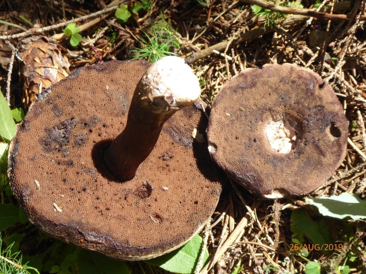 Порфировик красноспоровый