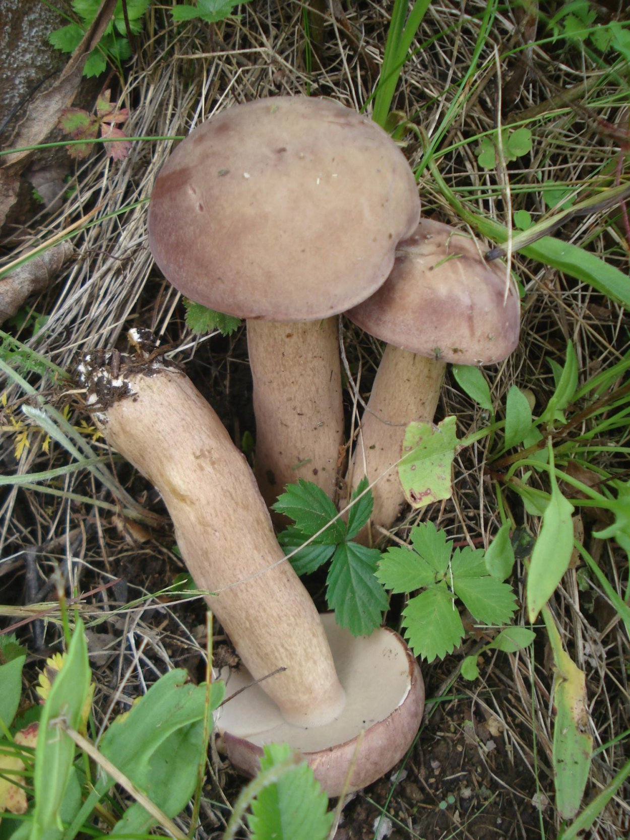 Тилопил свинцово-фиолетовый (Tylopilus plumbeoviolaceus)
