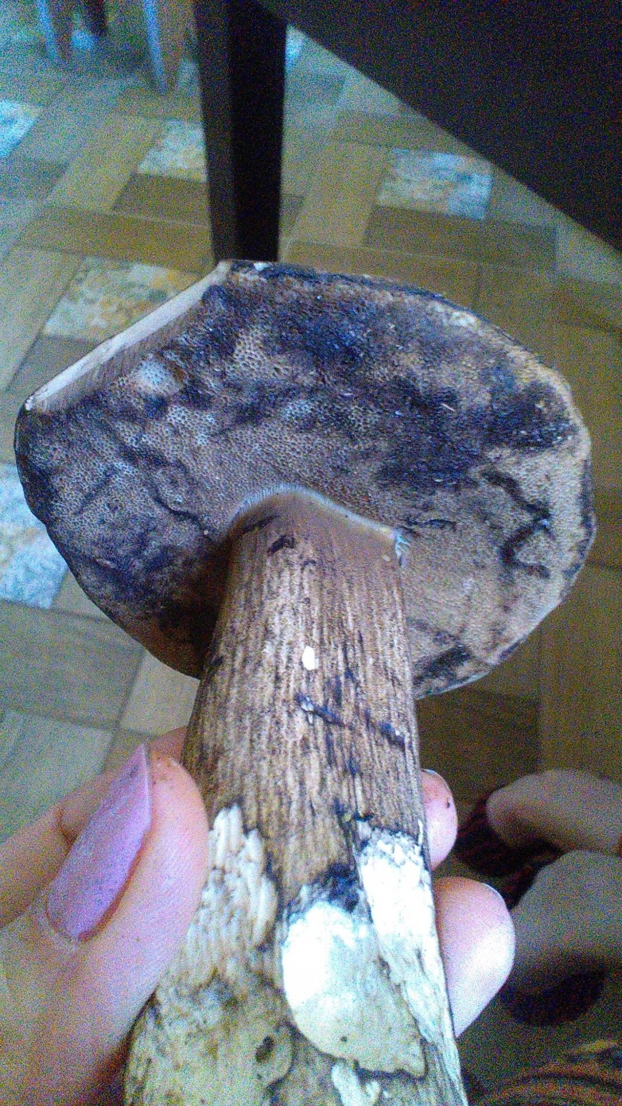 Порфировик порфироспоровый