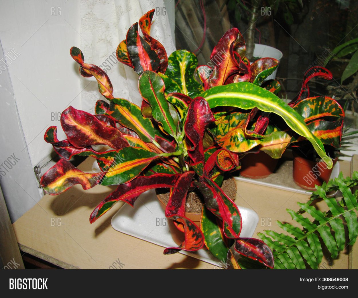 Кодиеум Excurrens