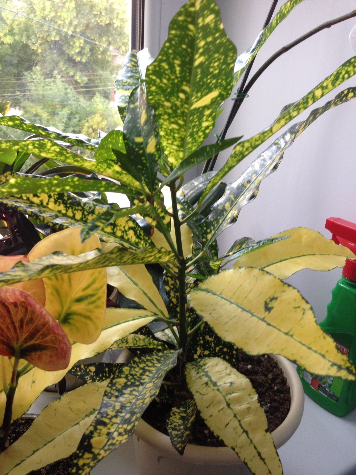 Кротон Лехлера