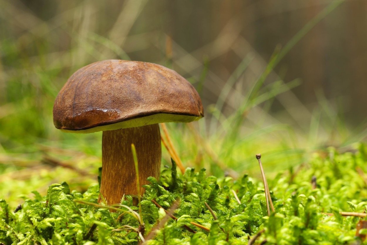 Порфировик порфировый