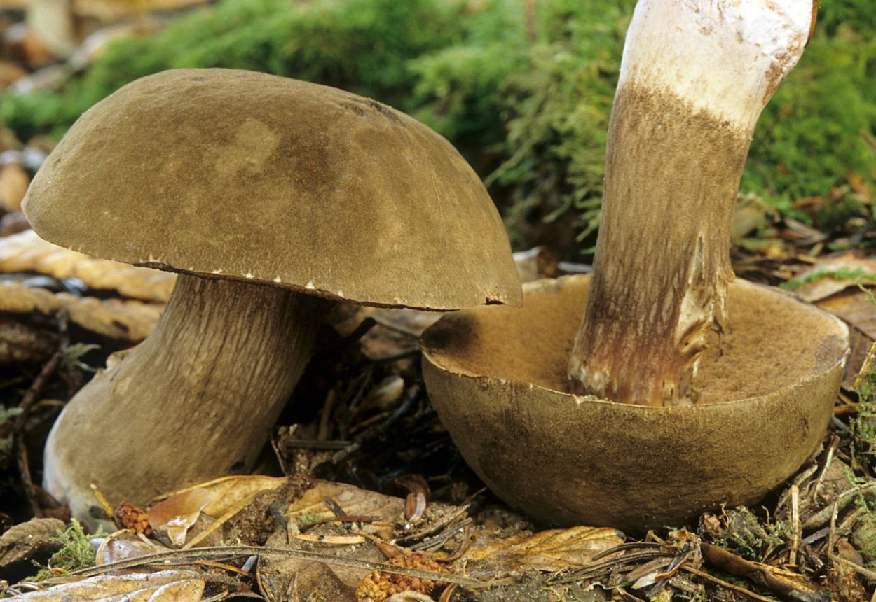 Порфировик порфироспоровый