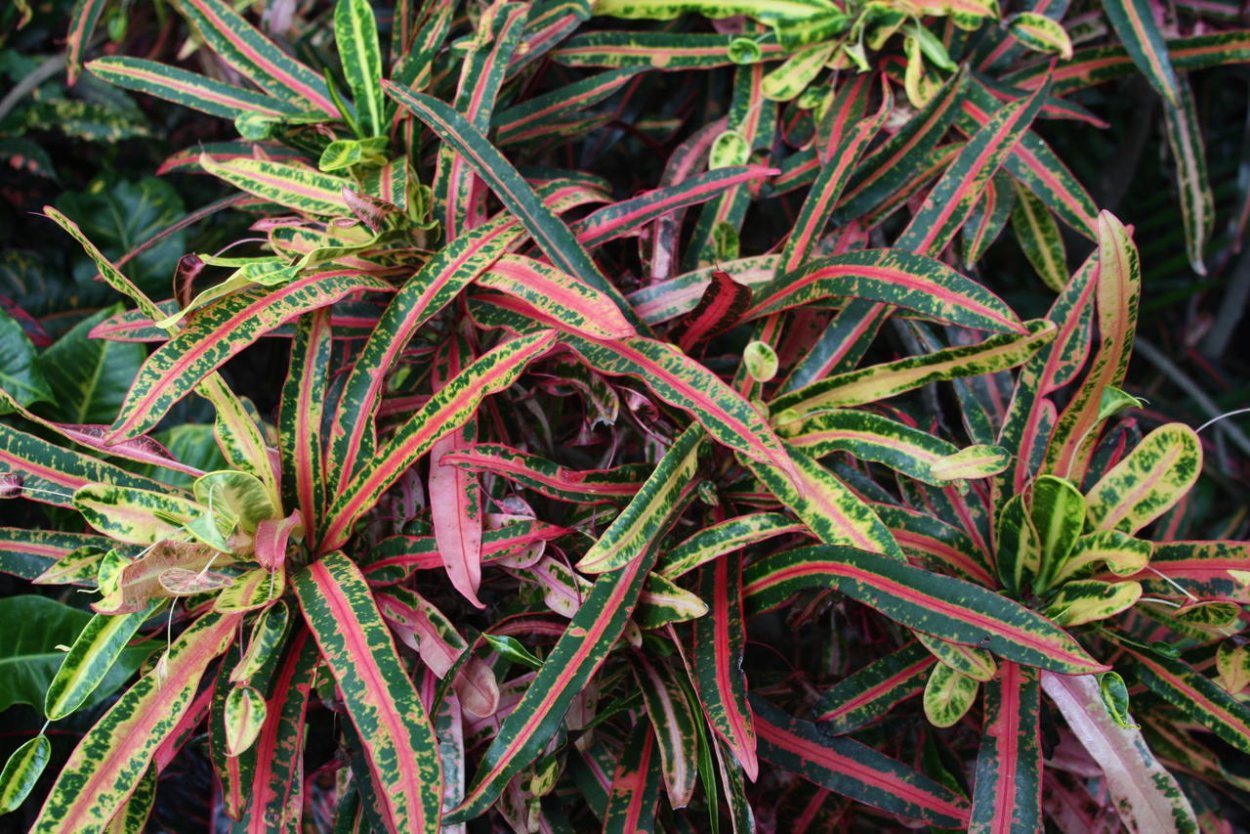 Кротон, Кодиеум Зулу