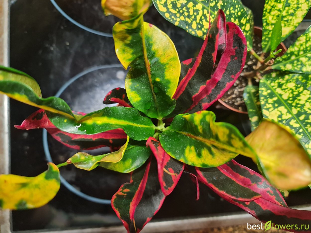 Кротон манго