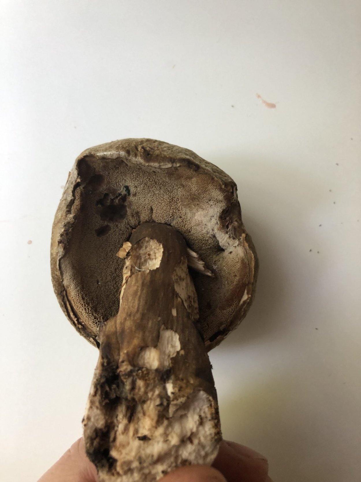 Tylopilus plumbeoviolaceus