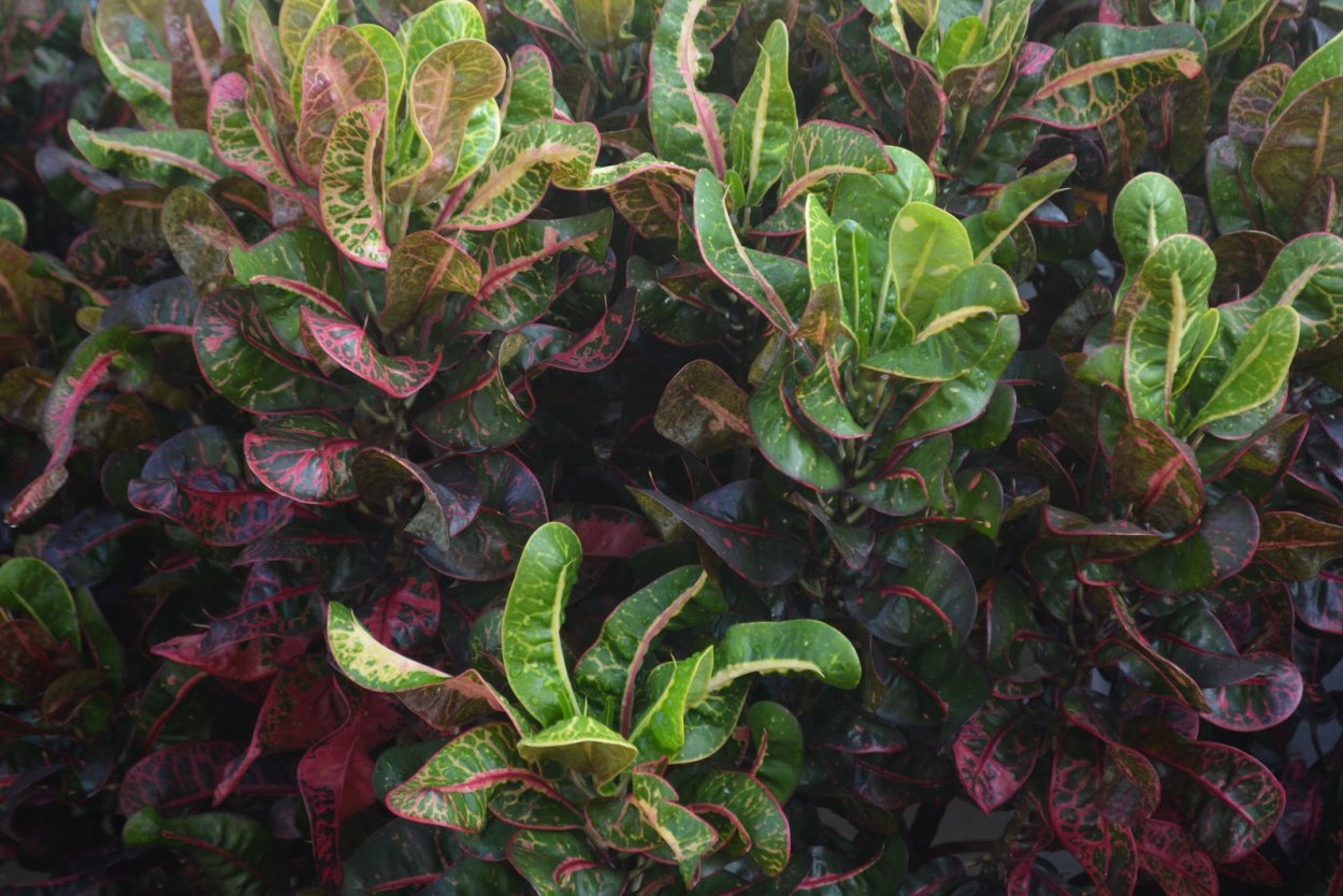 Кротон мадам Баттерфляй