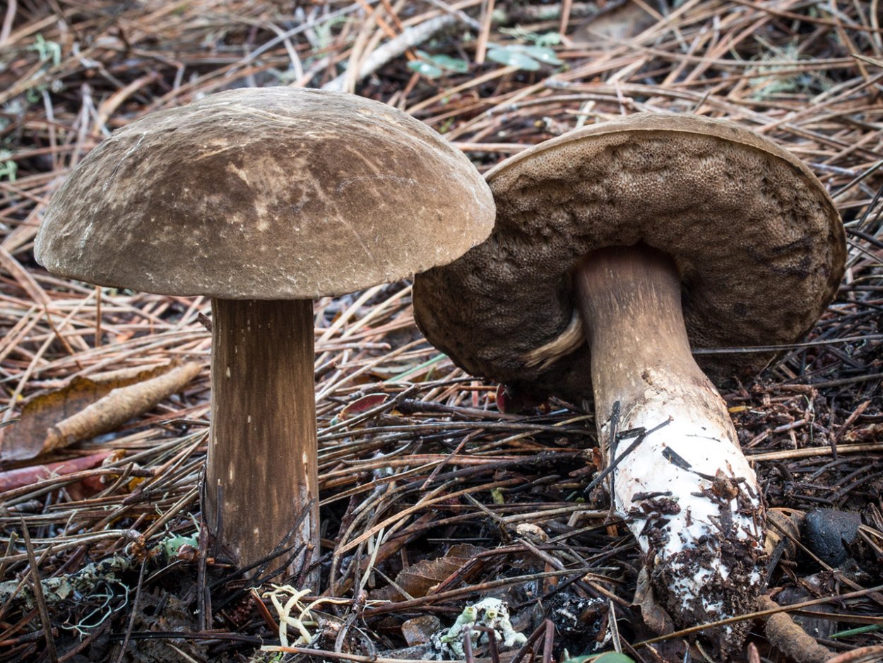 Порфиреллус красноспоровый гриб