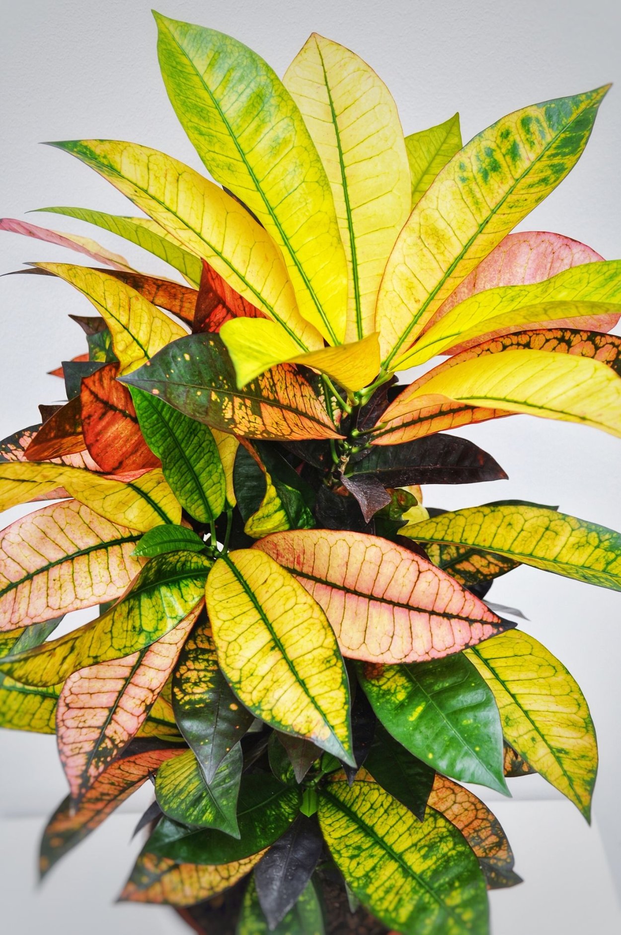 Кротон экскуренс