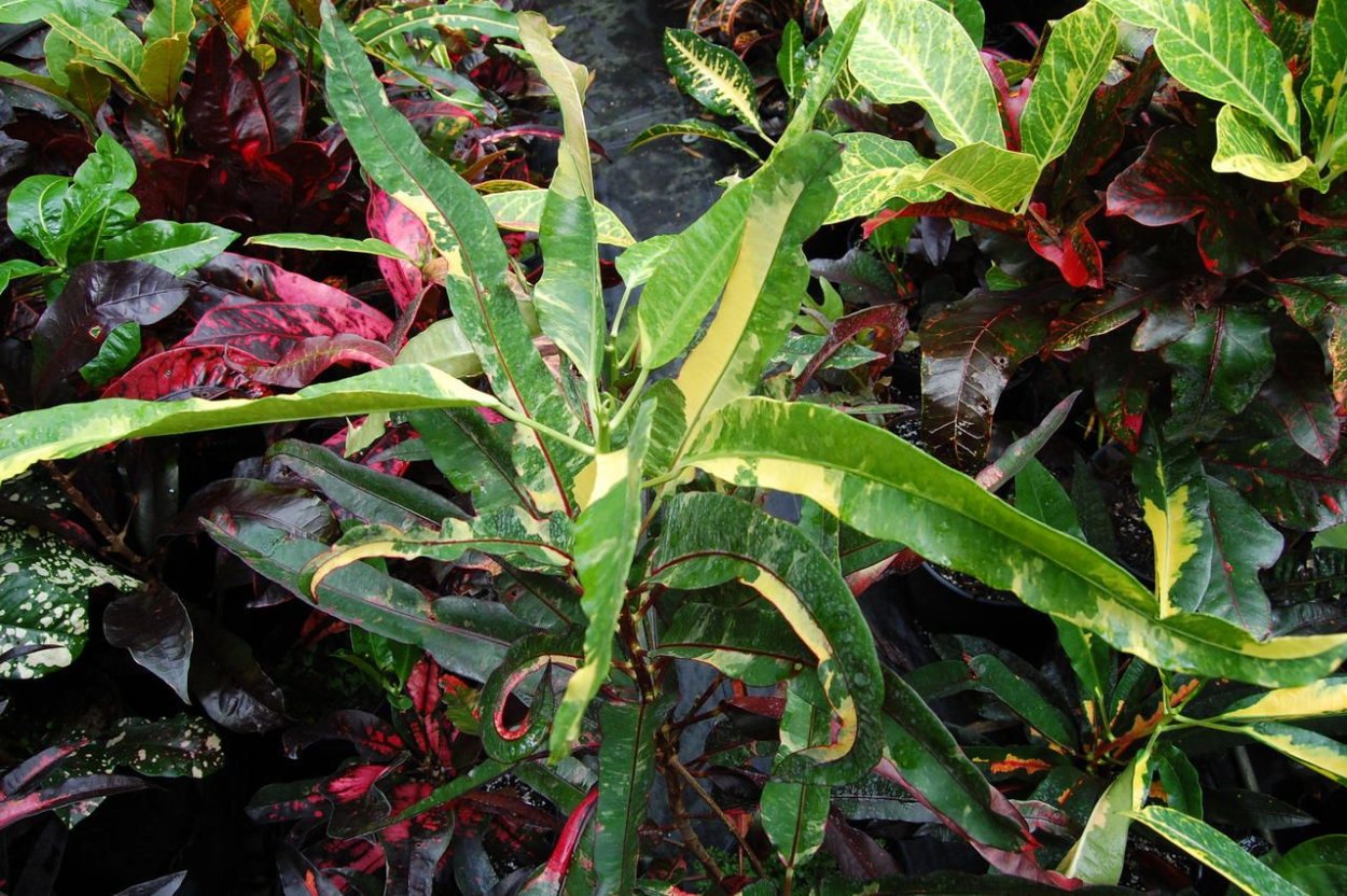 Кротон миссис Айстон