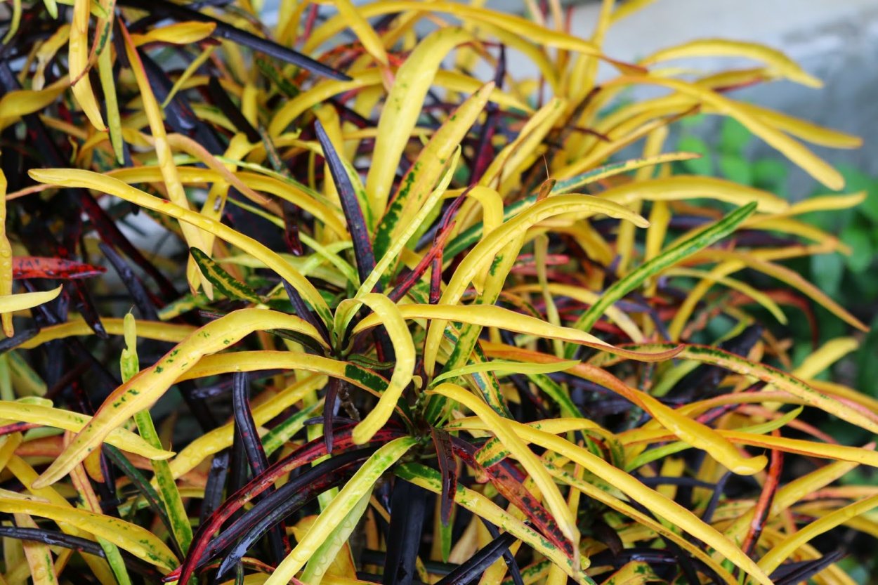 Кротон сорта Джон Бендер