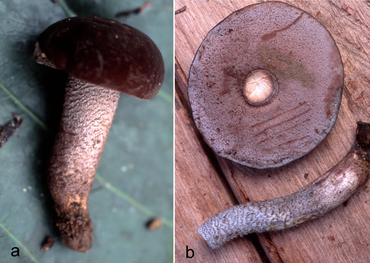 Порфировик гриб