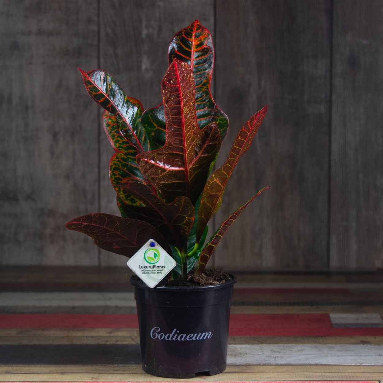 Кротон Квин Виктория